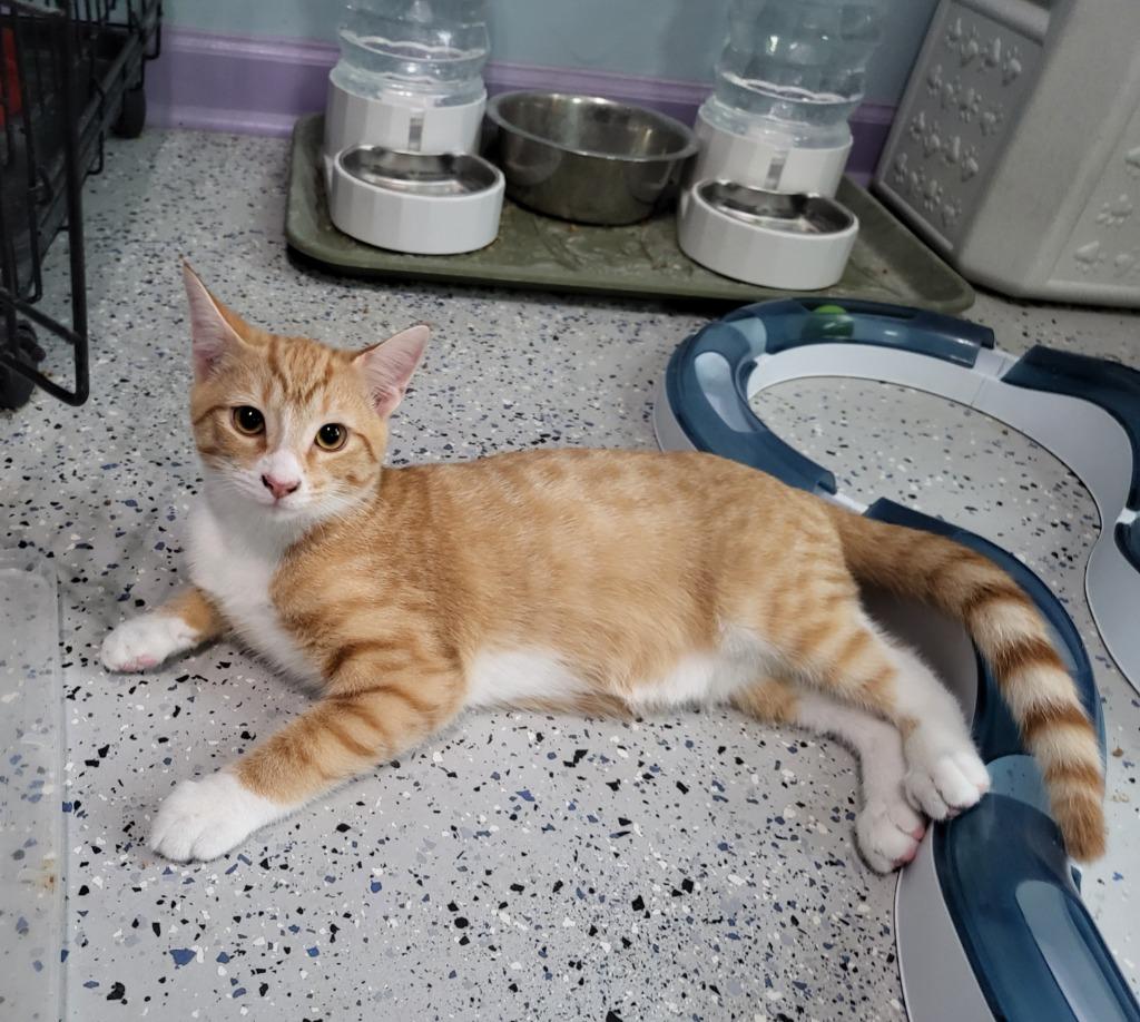 Cheesy Fiesta Potatoes, Adoptable, Adult Male Domestic Short Hair.