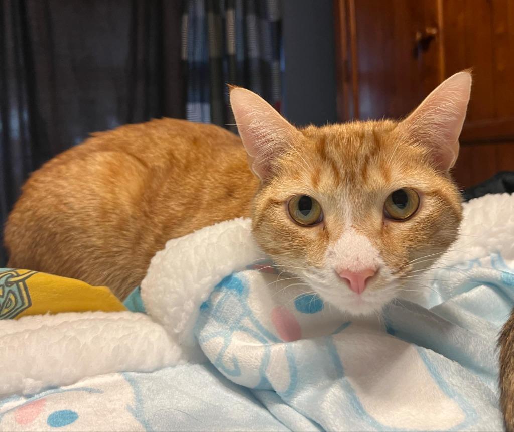 Cheesy Fiesta Potatoes, Adoptable, Adult Male Domestic Short Hair.