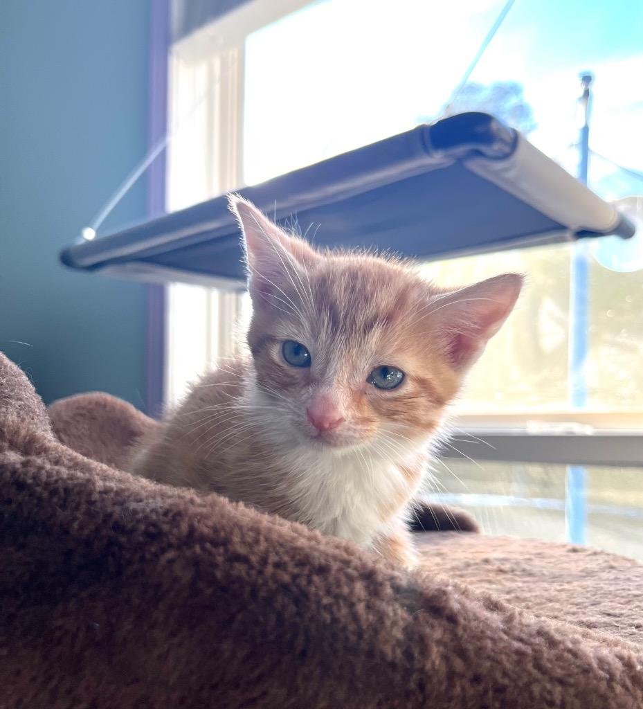 Enlarge Cheesy Fiesta Potatoes, a Adoptable mixed breed in Buford, GA image 3/6