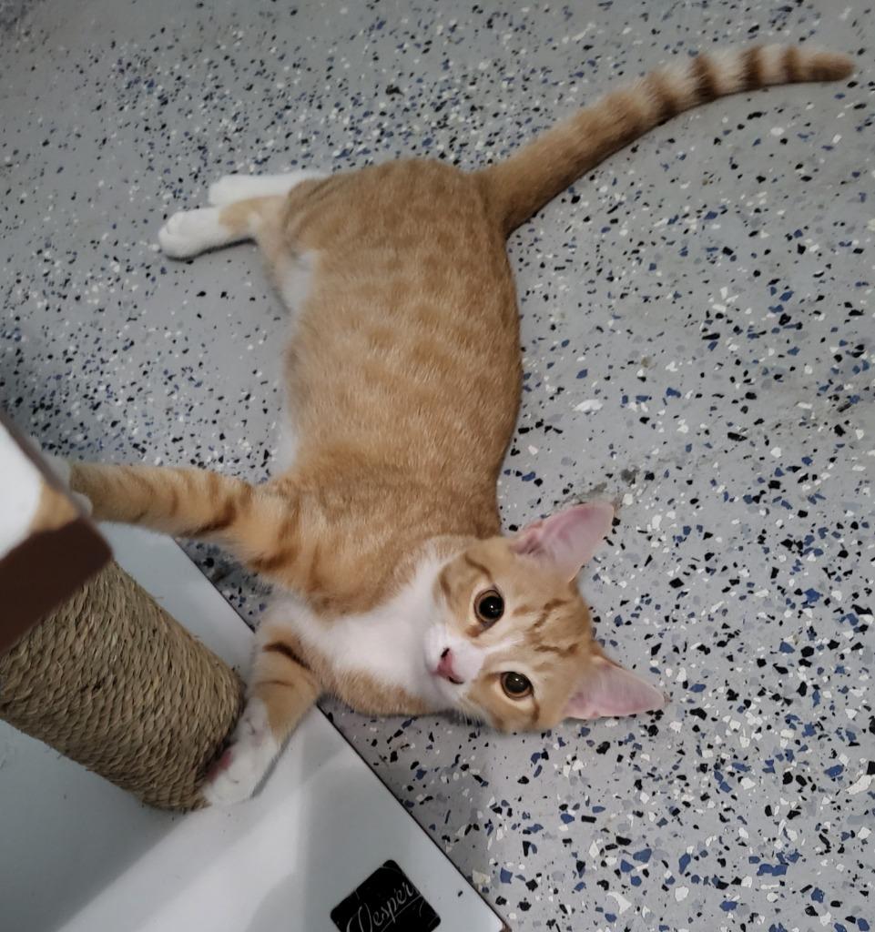 Enlarge Cheesy Fiesta Potatoes, a Adoptable mixed breed in Buford, GA image 4/6