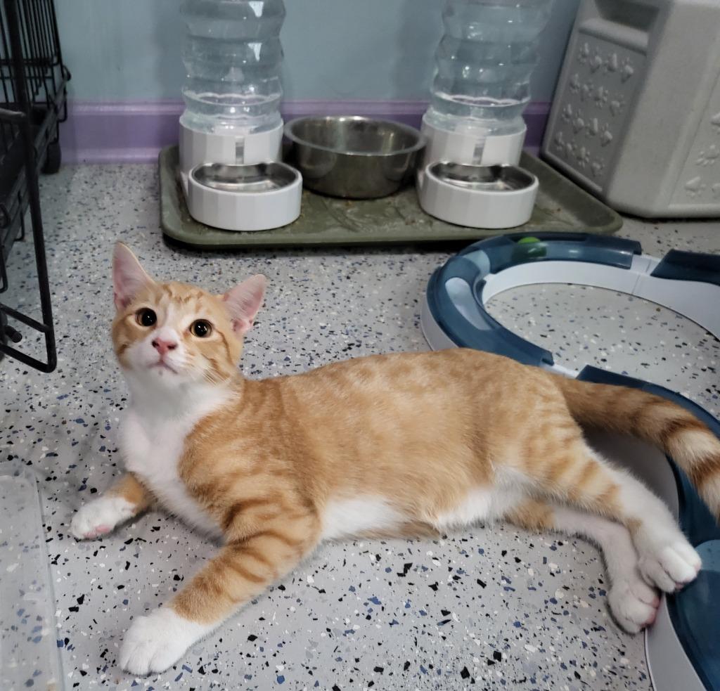 Cheesy Fiesta Potatoes, a Adoptable mixed breed in Buford, GA image 5/6