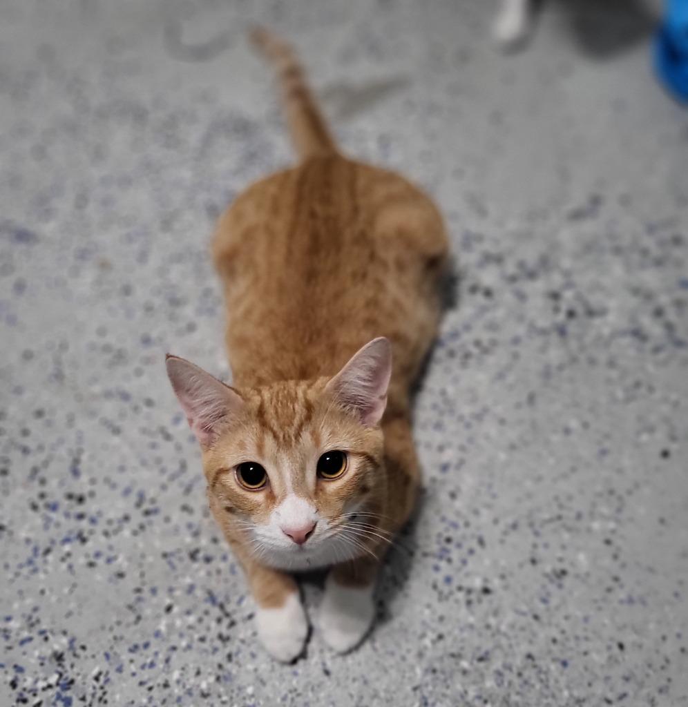 Enlarge Cheesy Fiesta Potatoes, a Adoptable mixed breed in Buford, GA image 5/6