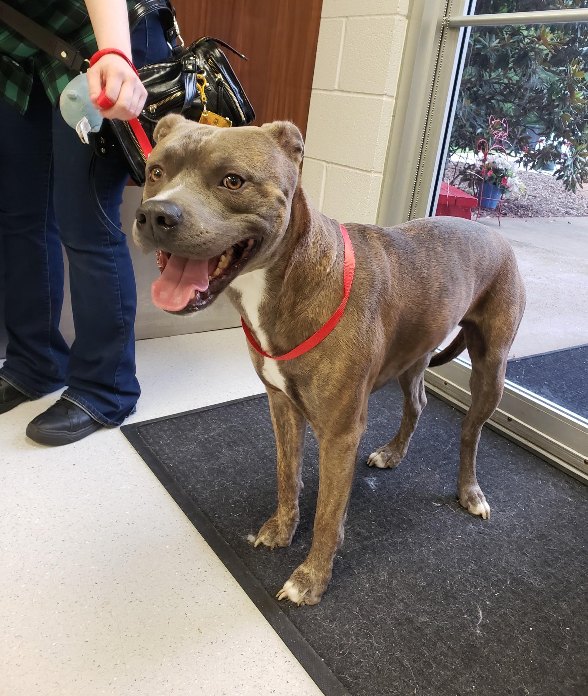 Matty, a ADOPTABLE Pit Bull Terrier in Allen, TX image 2/2