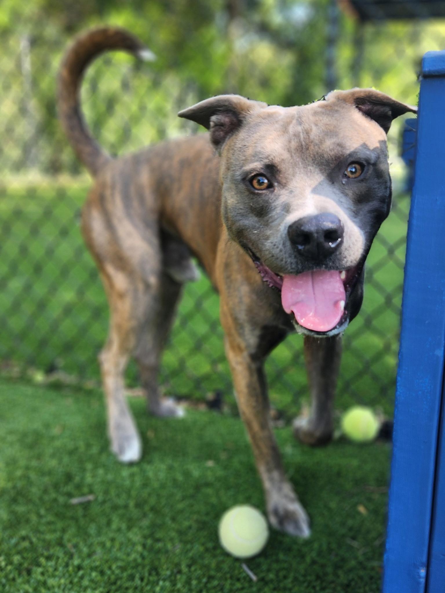 Matty, ADOPTABLE, Adult Male Pit Bull Terrier.