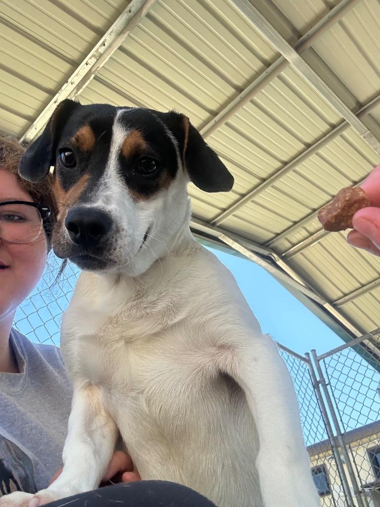 John John, Adoptable, Puppy Male Hound & Jack Russell Terrier.