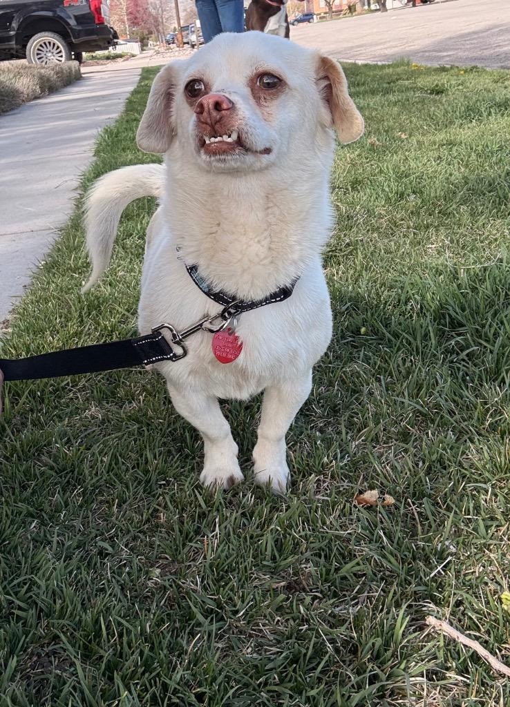Enlarge Marshmellow, a Adopted mixed breed in Heber City, UT image 1/1
