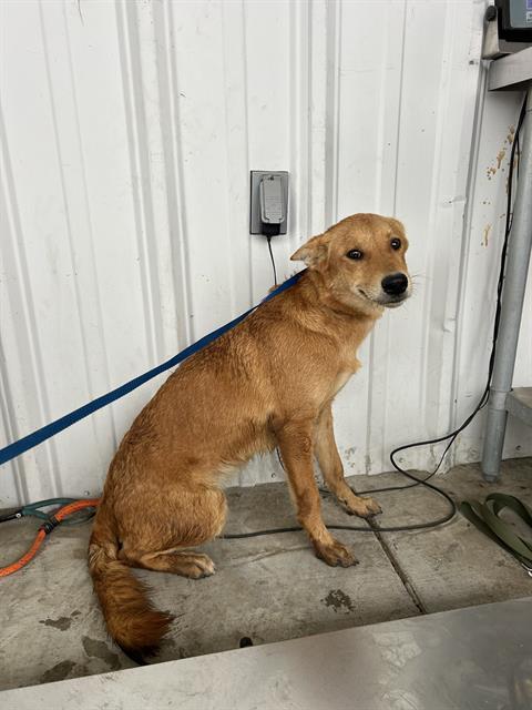 Enlarge Leeah - URGENT!, a ADOPTABLE mixed breed in Thousand Oaks, CA image 1/1