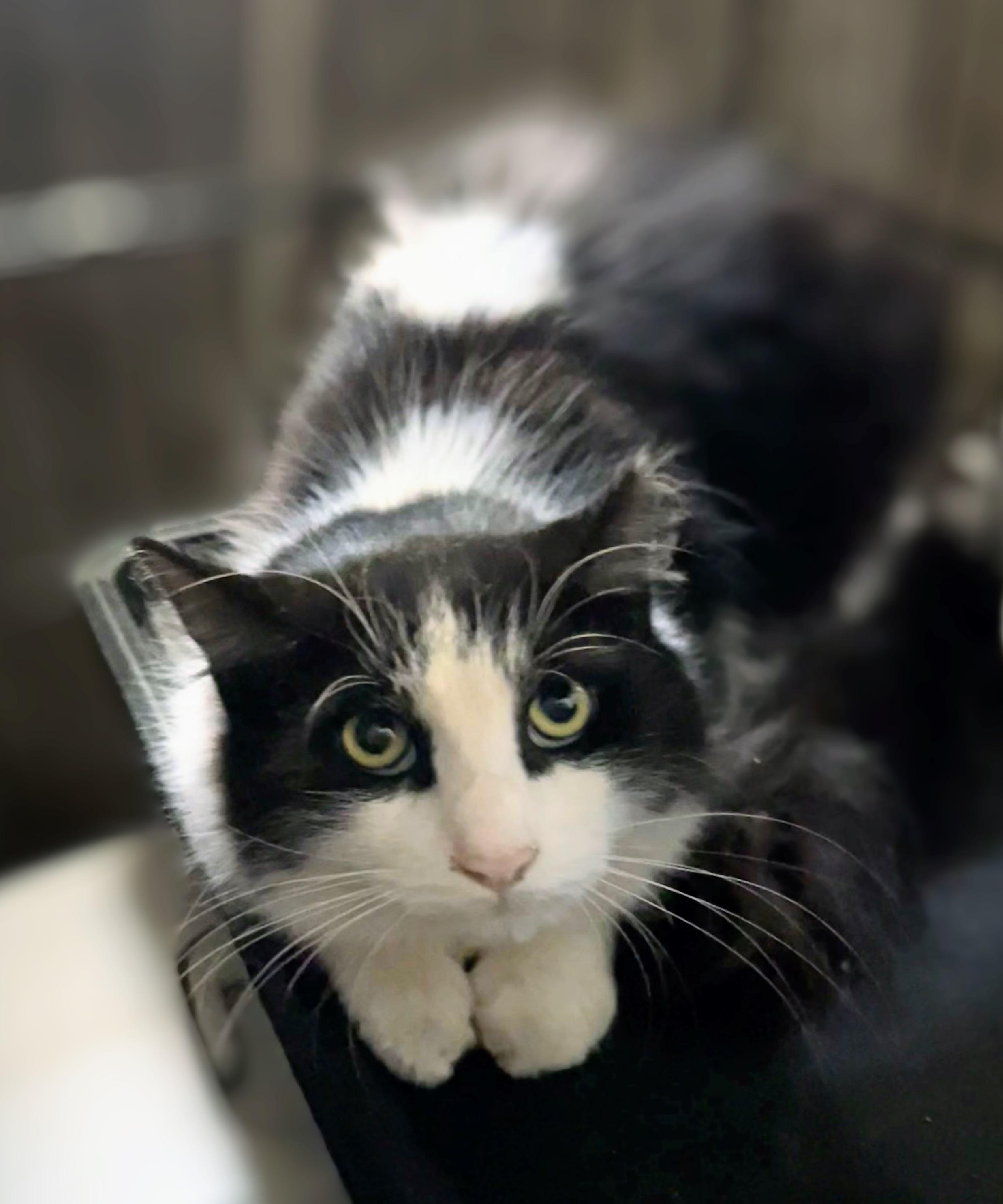 Hazel, adopted, Young Female Domestic Long Hair & Maine Coon.