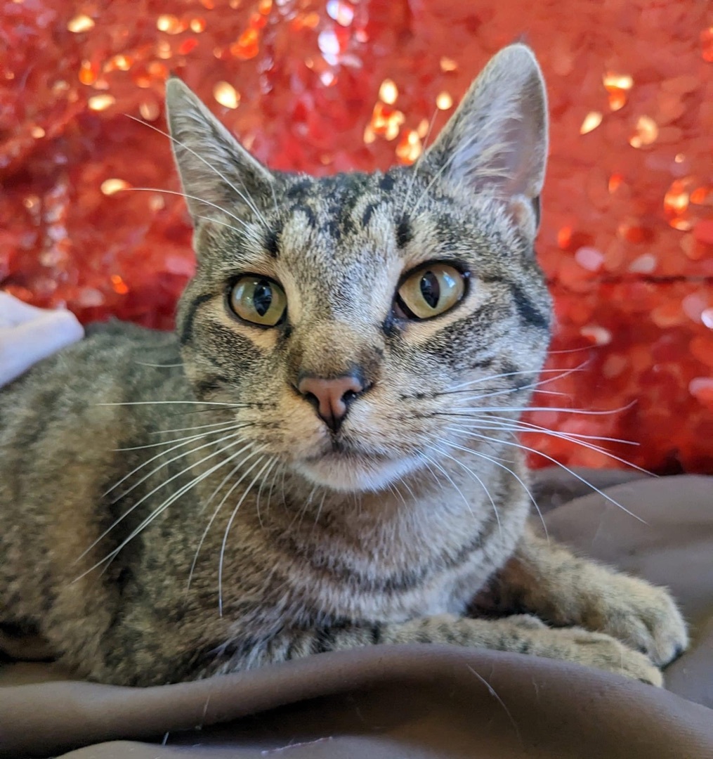 Raya, Adopted, Adult Female Domestic Short Hair.