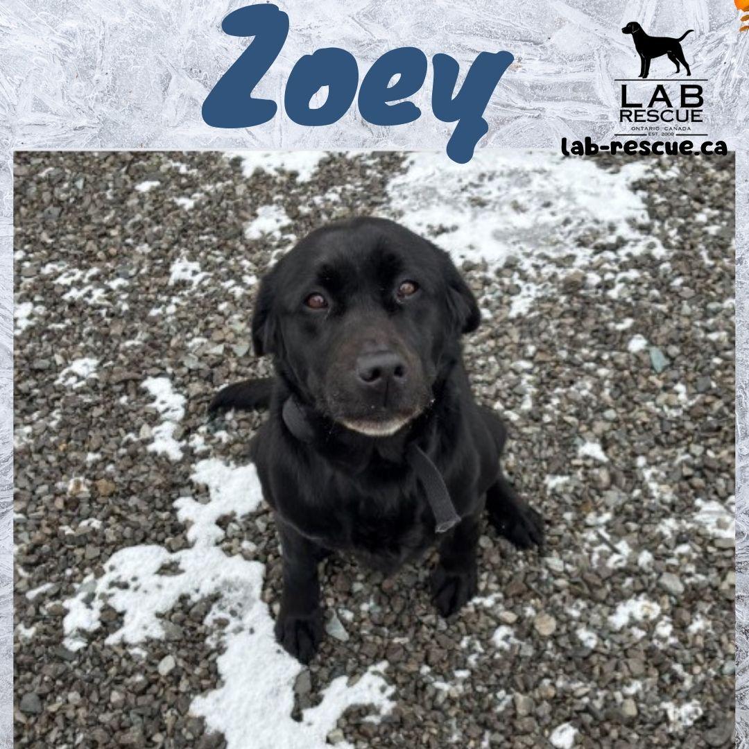Zoey, a ADOPTABLE Labrador Retriever in Oakville, ON image 1/3