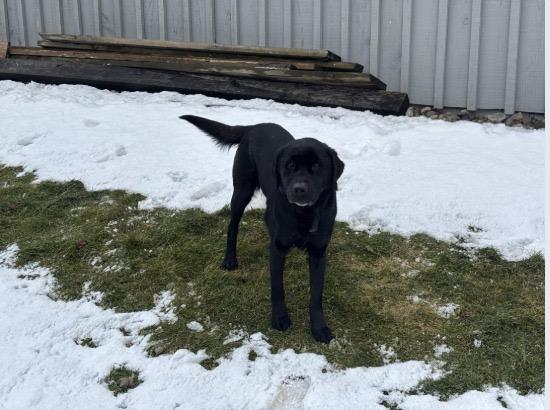 Zoey, a ADOPTABLE Labrador Retriever in Oakville, ON image 2/3