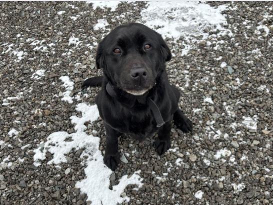 Zoey, a ADOPTABLE Labrador Retriever in Oakville, ON image 3/3