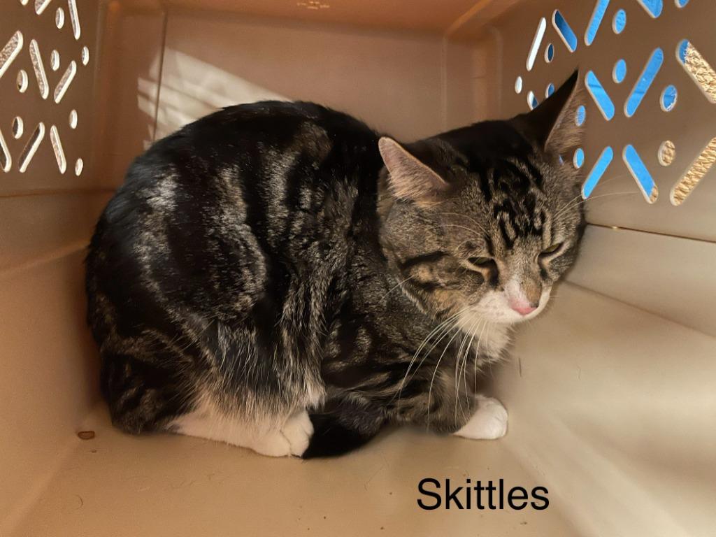 Skittles, a Adoptable mixed breed in Crossville, TN image 1/2