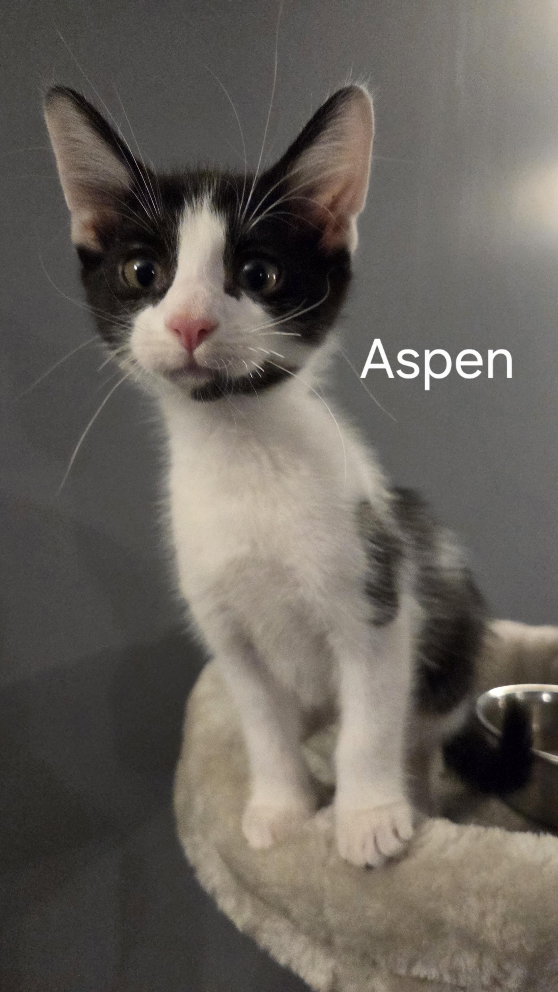Enlarge Aspen, a ADOPTABLE Domestic Short Hair in Richland, MI image 1/1