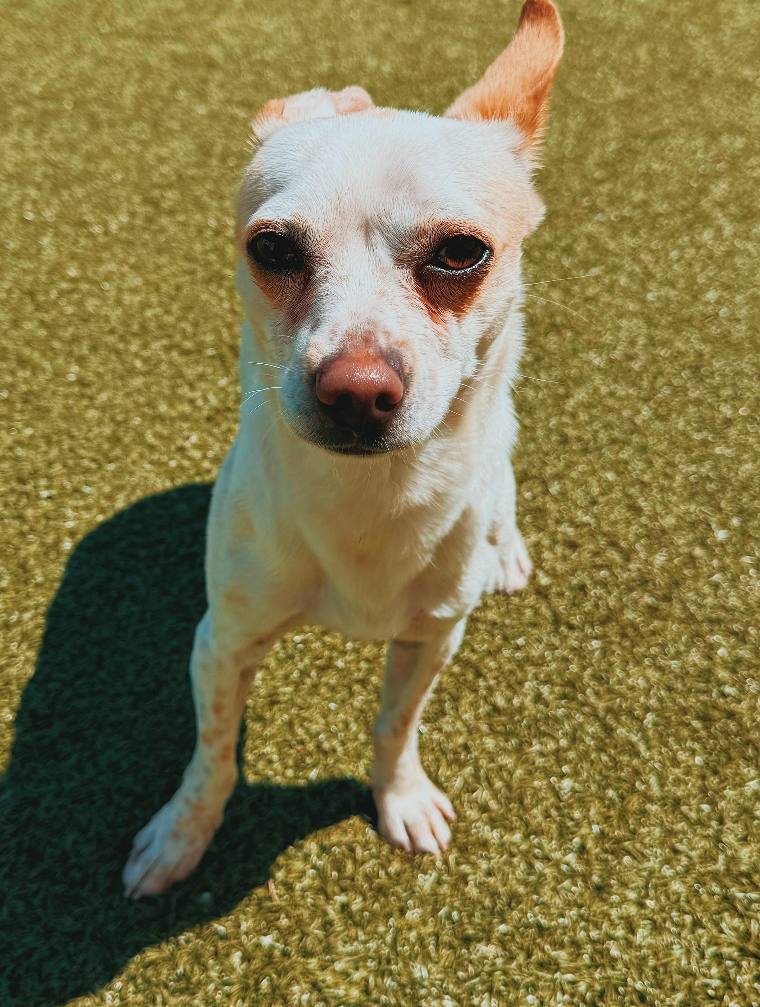 Enlarge SOAD , a ADOPTABLE Chihuahua in Hays, KS image 5/5