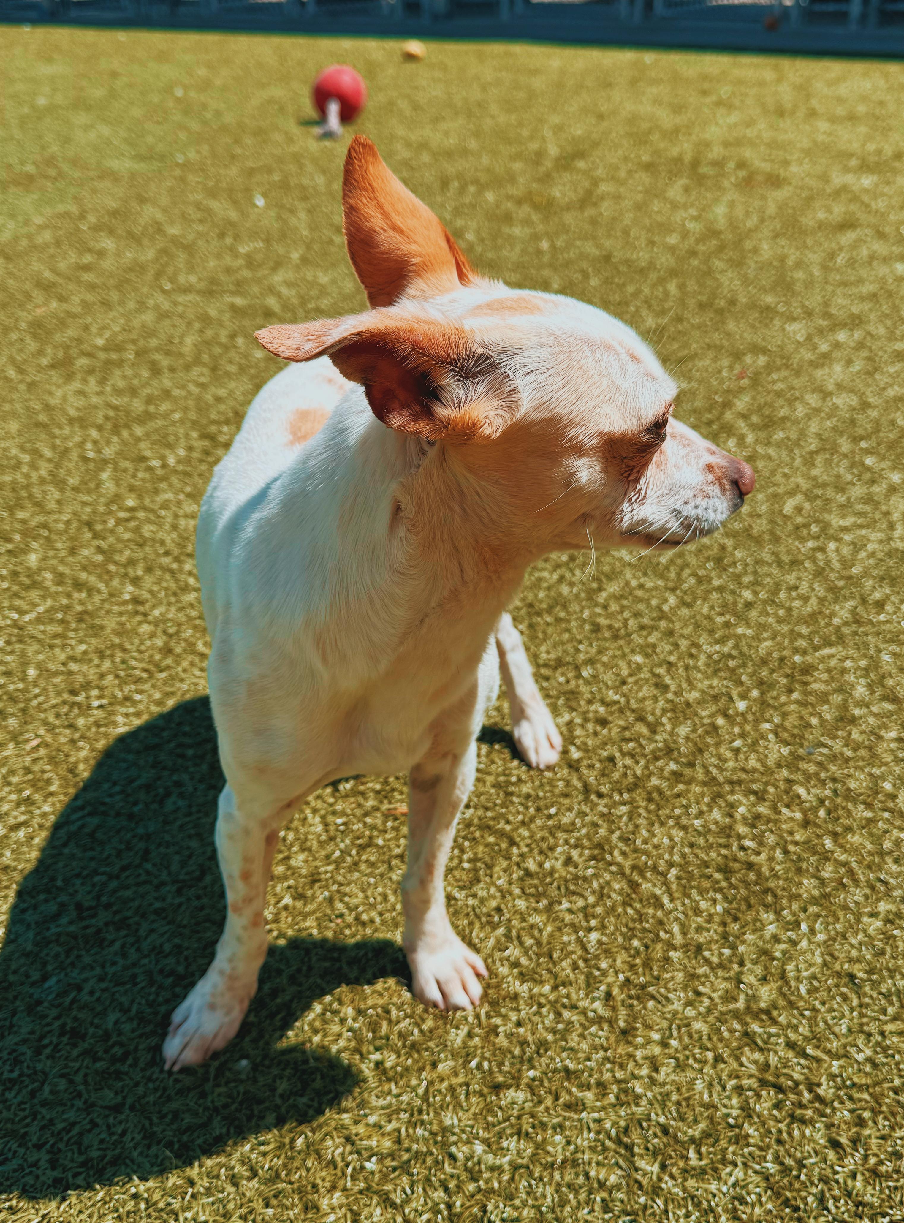 Enlarge SOAD , a ADOPTABLE Chihuahua in Hays, KS image 2/5