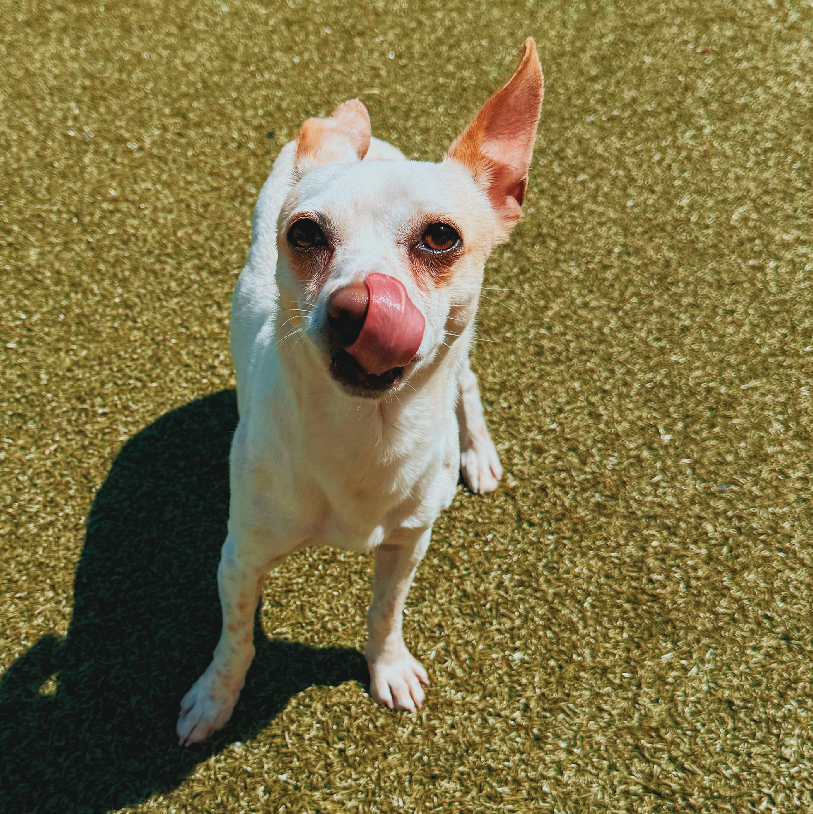 Enlarge SOAD , a ADOPTABLE Chihuahua in Hays, KS image 1/5
