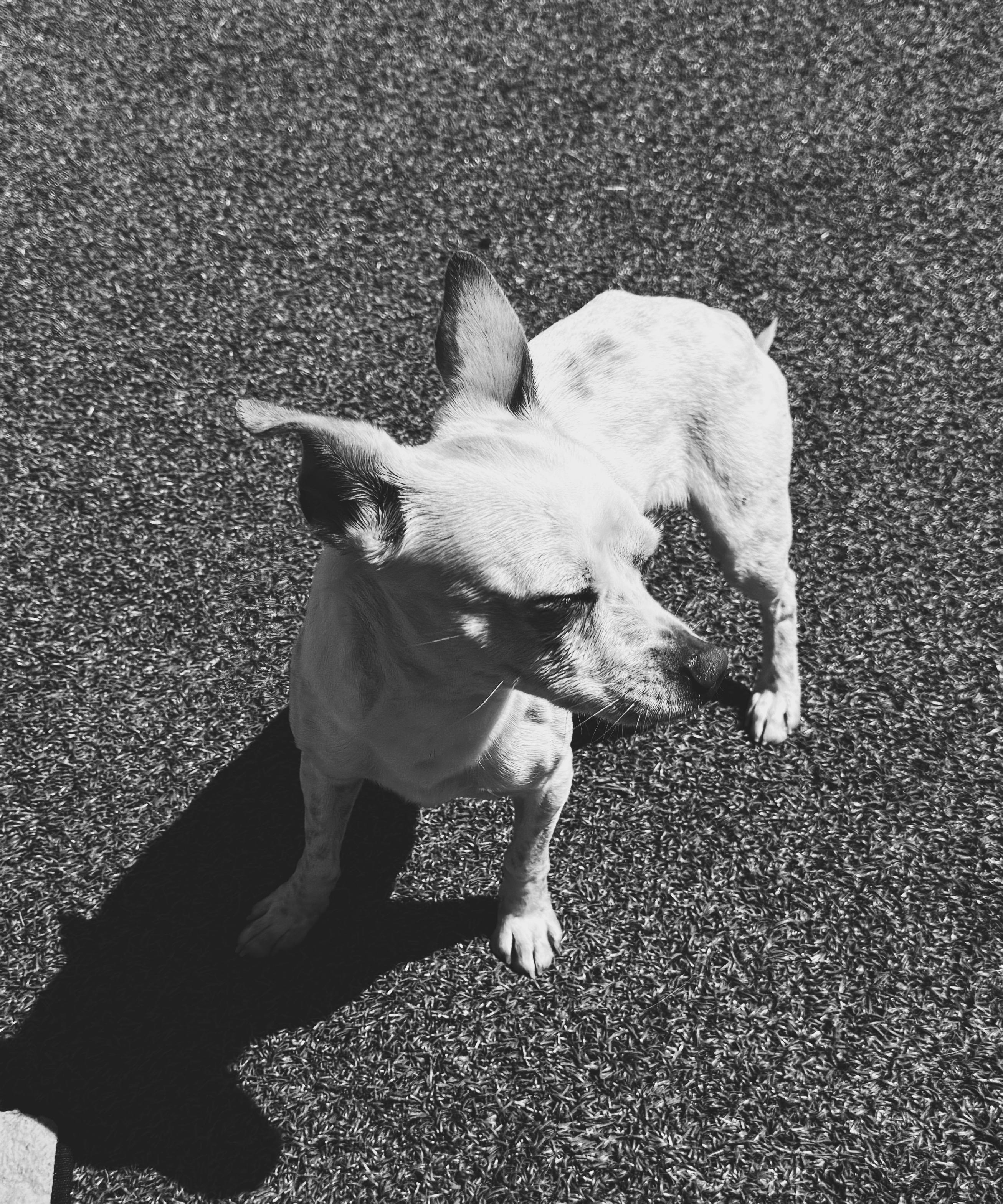 Enlarge SOAD , a ADOPTABLE Chihuahua in Hays, KS image 3/5