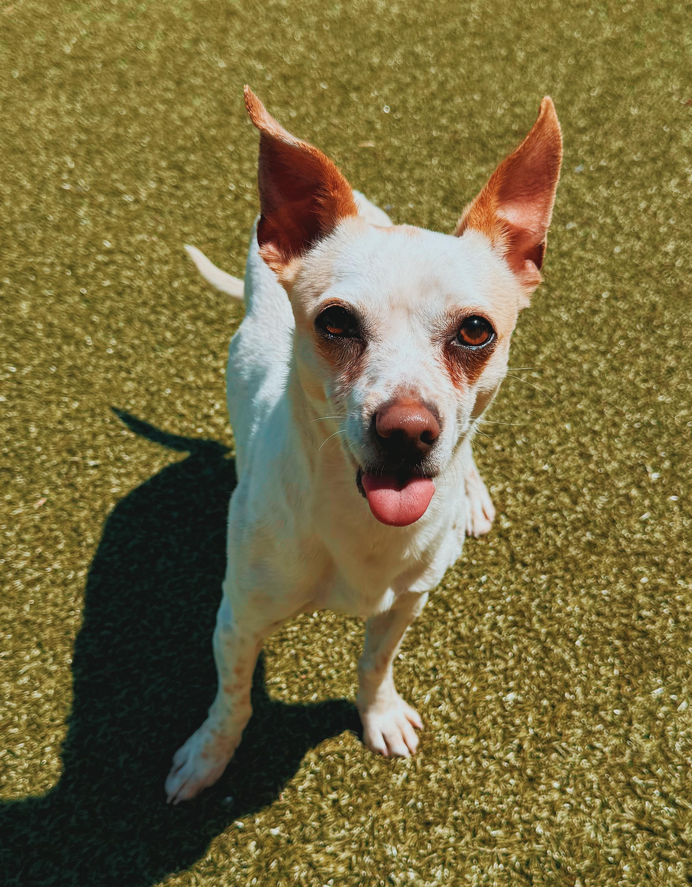 Enlarge SOAD , a ADOPTABLE Chihuahua in Hays, KS image 4/5