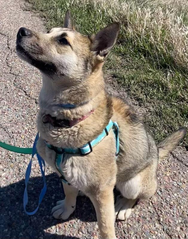 Katie, an adoptable Shepherd in Polson, MT, 59860 | Photo Image 2