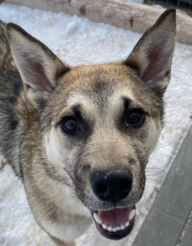 Katie, an adoptable Shepherd in Polson, MT, 59860 | Photo Image 3