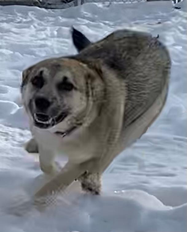 Katie, an adoptable Shepherd in Polson, MT, 59860 | Photo Image 4