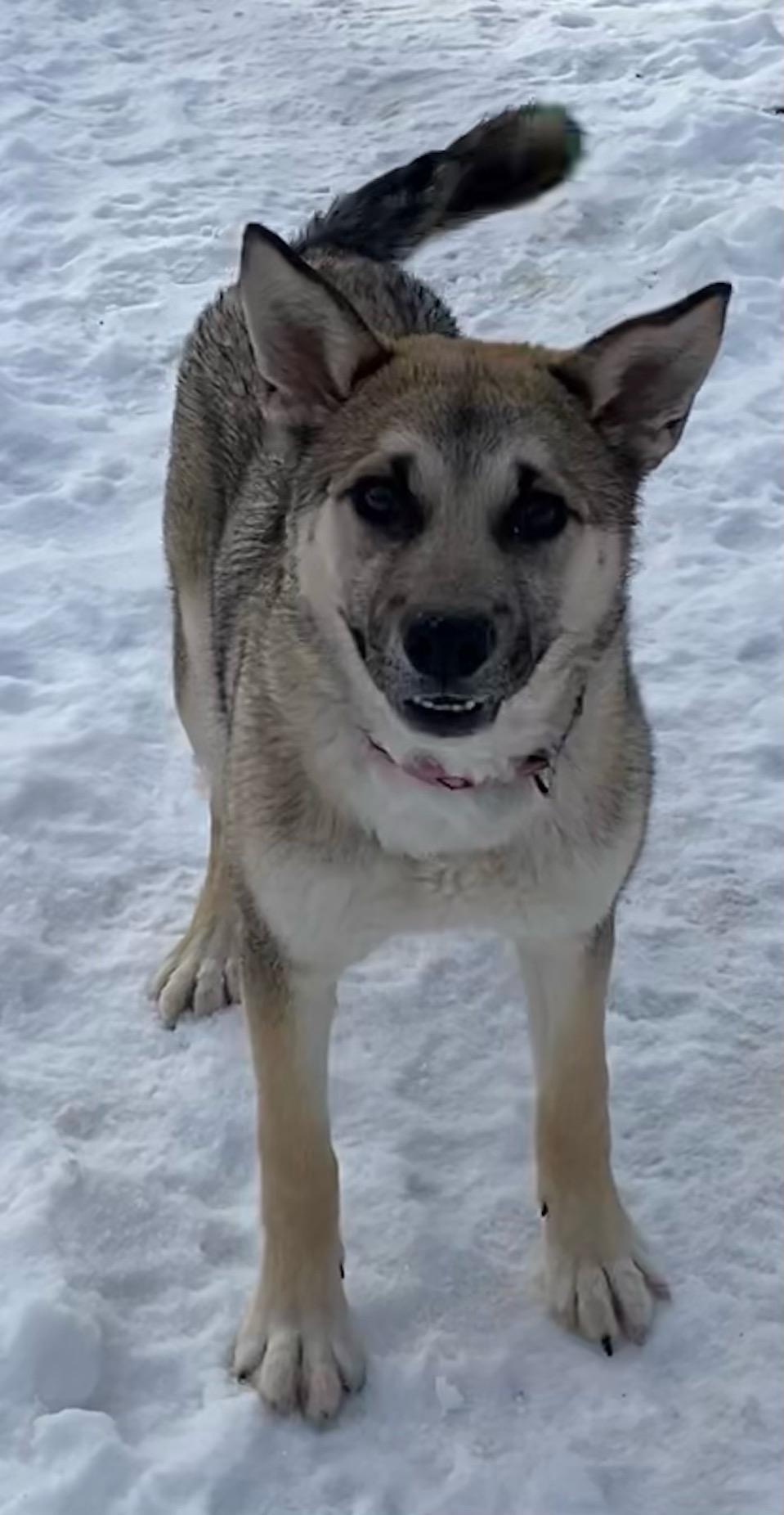 Katie, an adoptable Shepherd in Polson, MT, 59860 | Photo Image 5