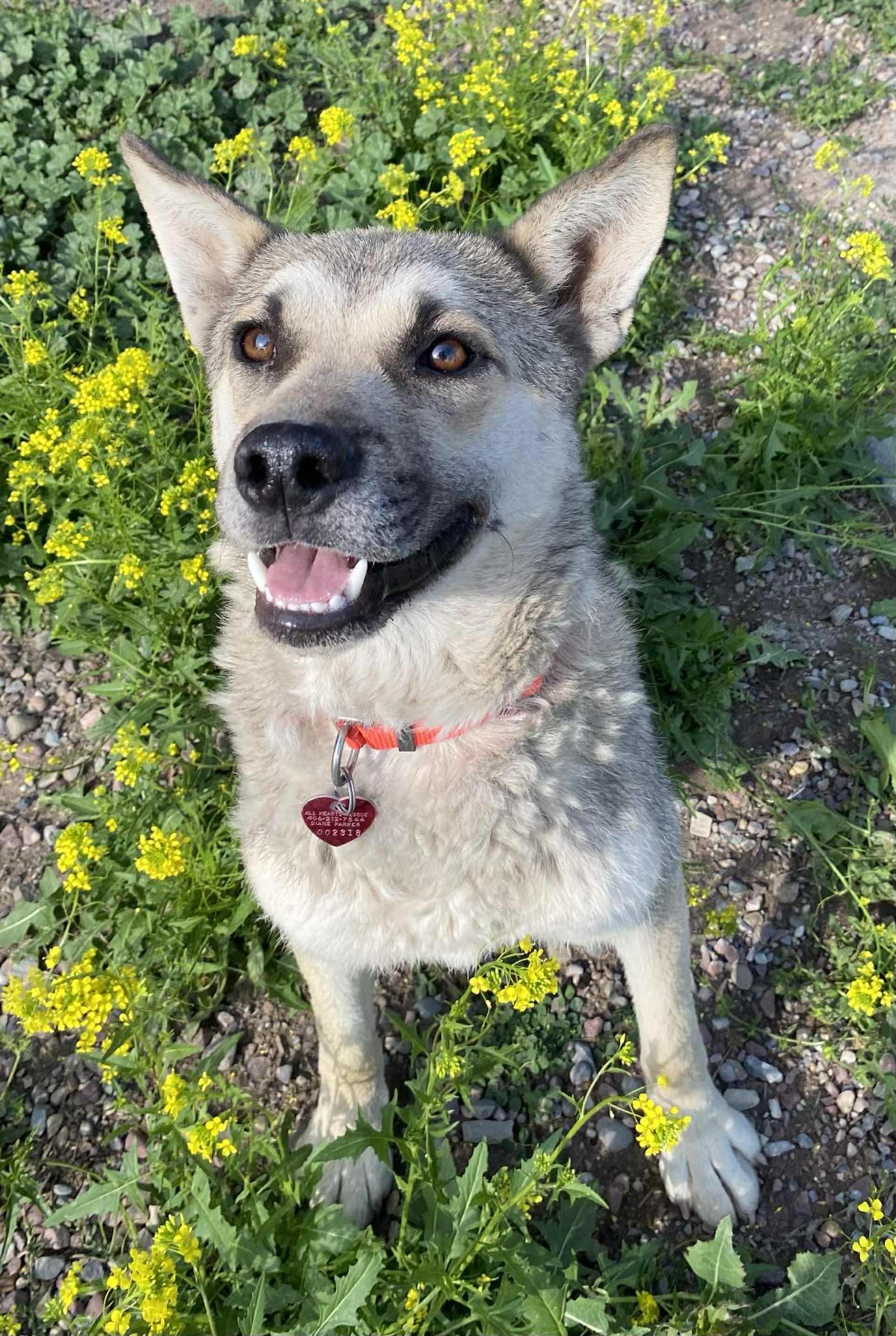 Katie, an adoptable Shepherd in Polson, MT, 59860 | Photo Image 1