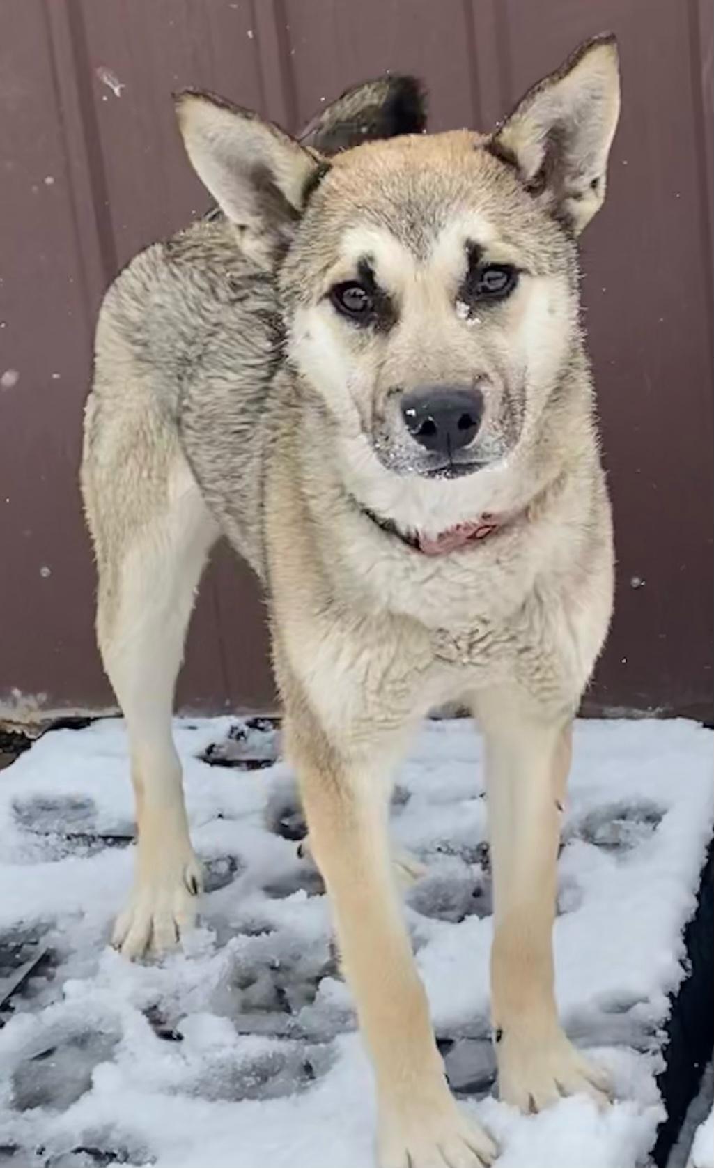 Katie, an adoptable Shepherd in Polson, MT, 59860 | Photo Image 6