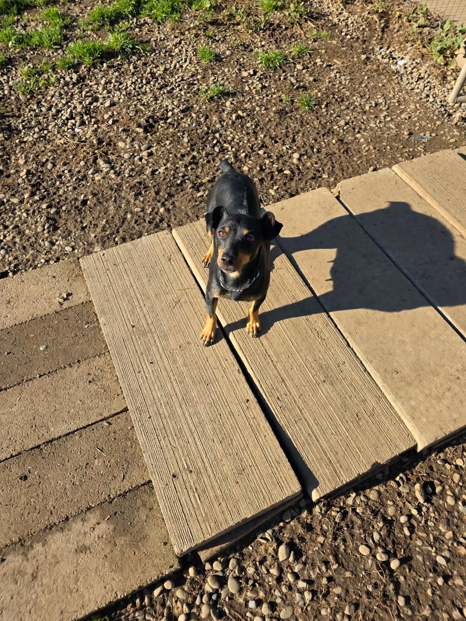 Enlarge Scallop, a ADOPTABLE mixed breed in Eugene, OR image 1/4
