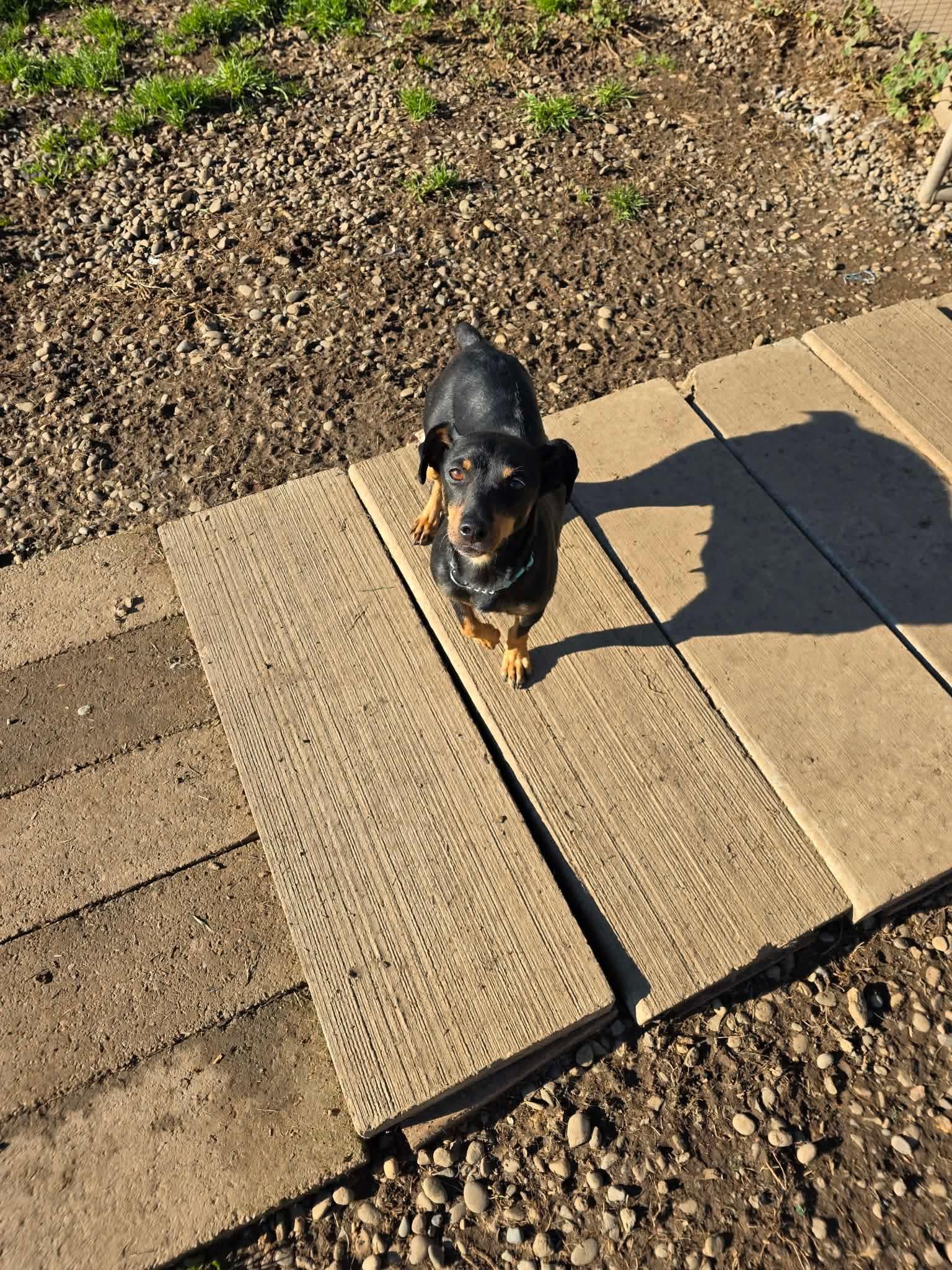 Enlarge Scallop, a ADOPTABLE mixed breed in Eugene, OR image 3/4