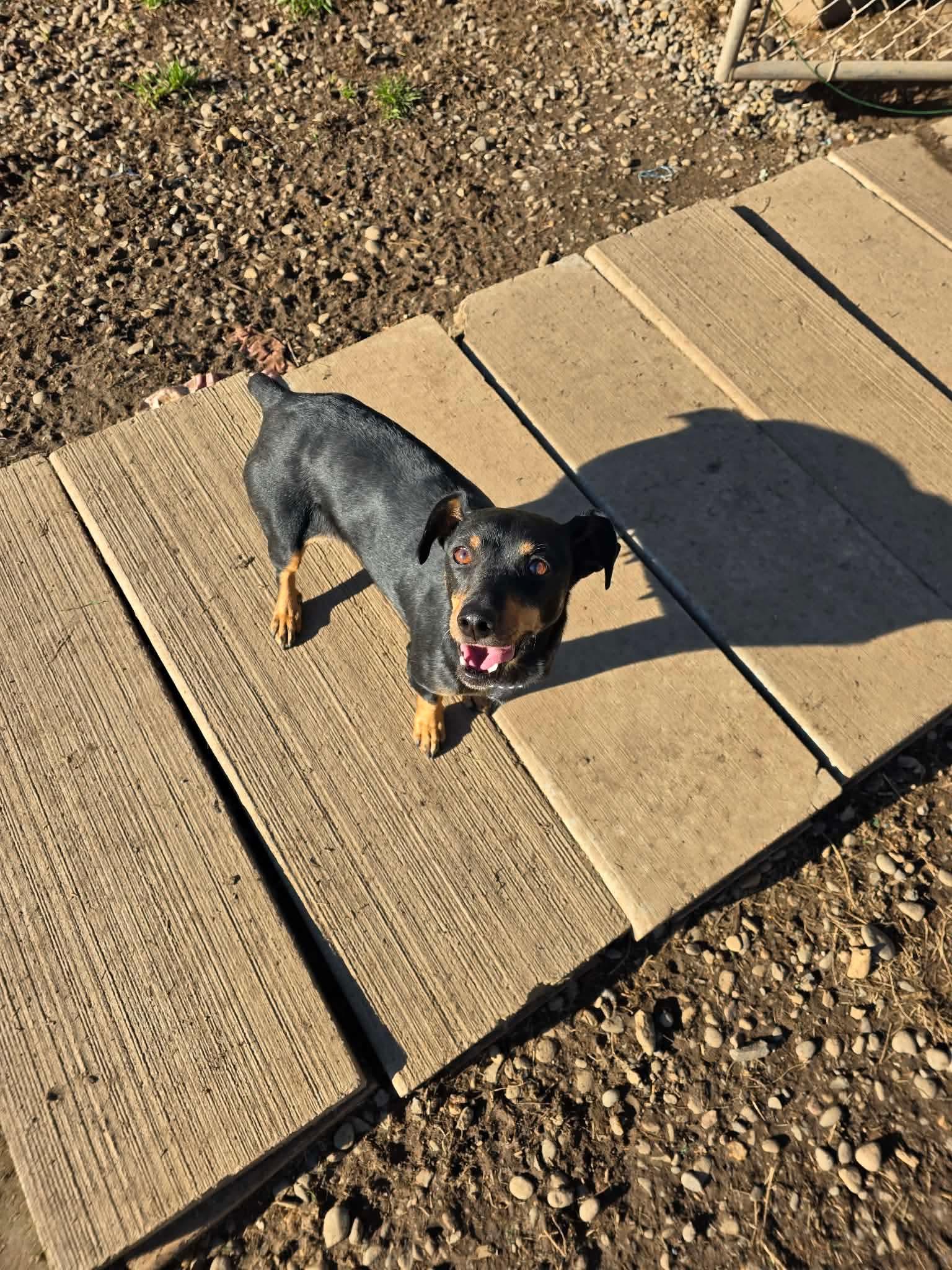 Enlarge Scallop, a ADOPTABLE mixed breed in Eugene, OR image 2/4