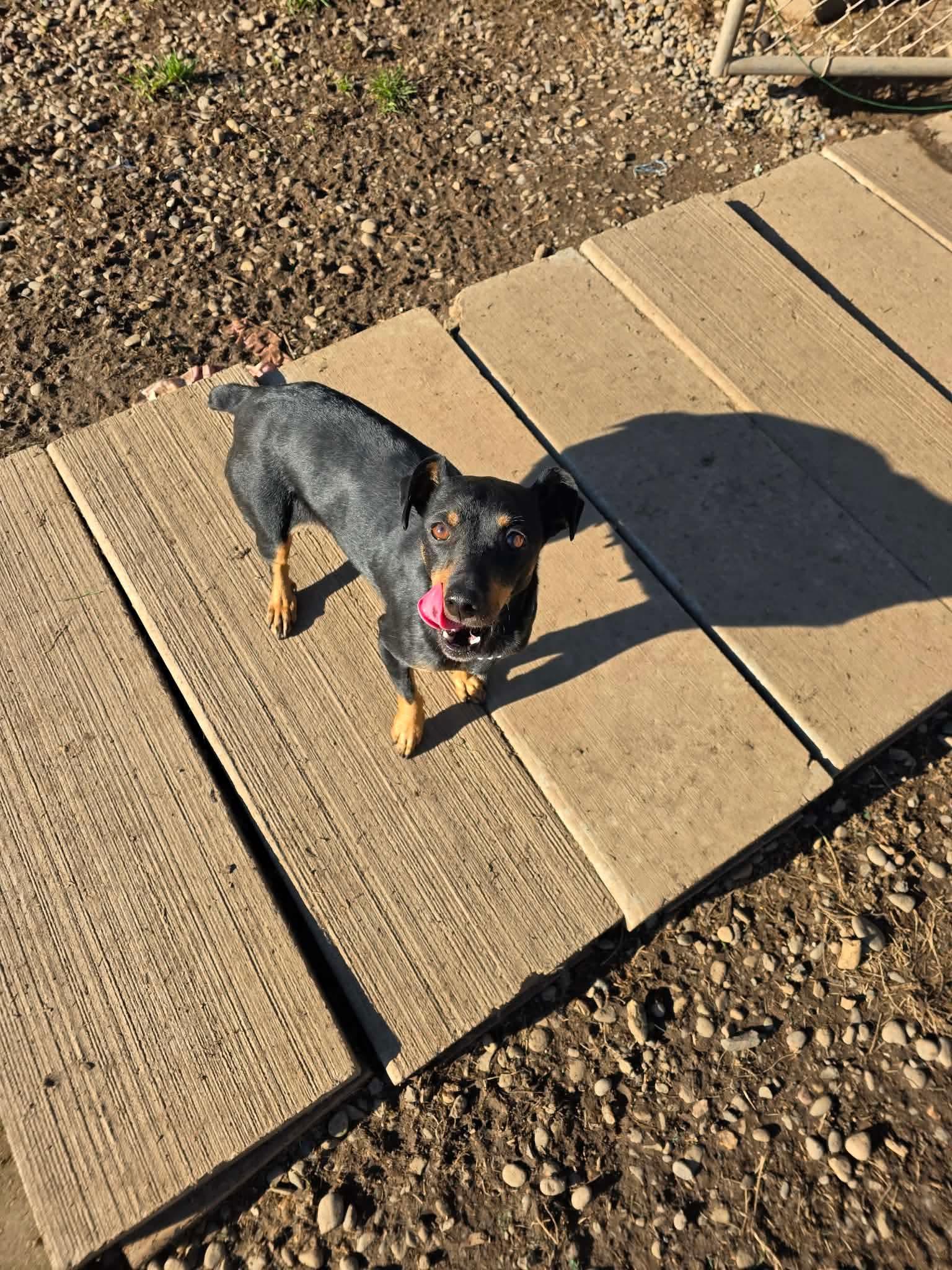 Enlarge Scallop, a ADOPTABLE mixed breed in Eugene, OR image 4/4