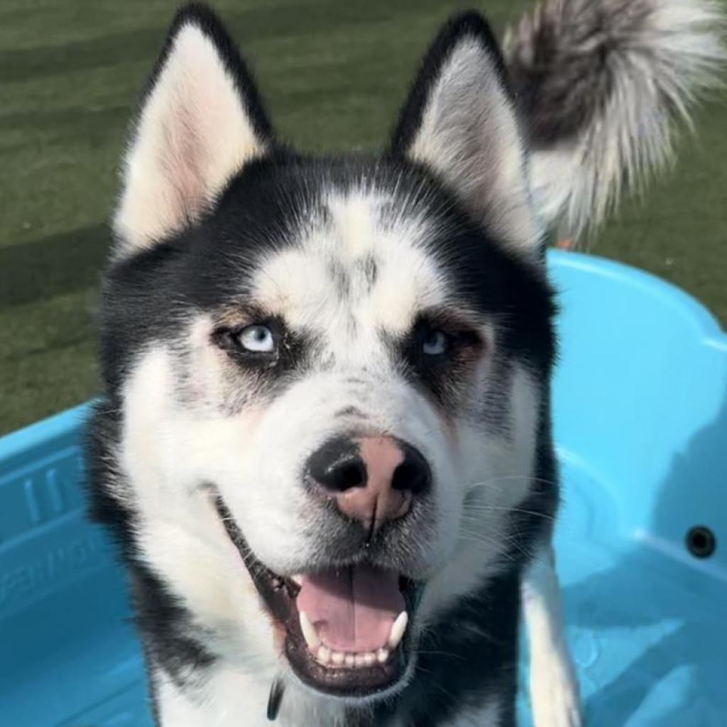 Mint Chip, Adoptable, Adult Male Husky & Alaskan Malamute.