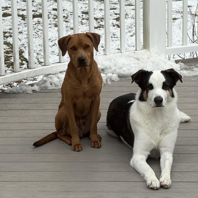 Enlarge Duke, a ADOPTABLE mixed breed in South Plainfield, NJ image 5/6