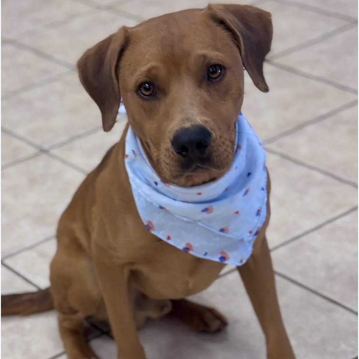 Enlarge Duke, a ADOPTABLE mixed breed in South Plainfield, NJ image 1/6