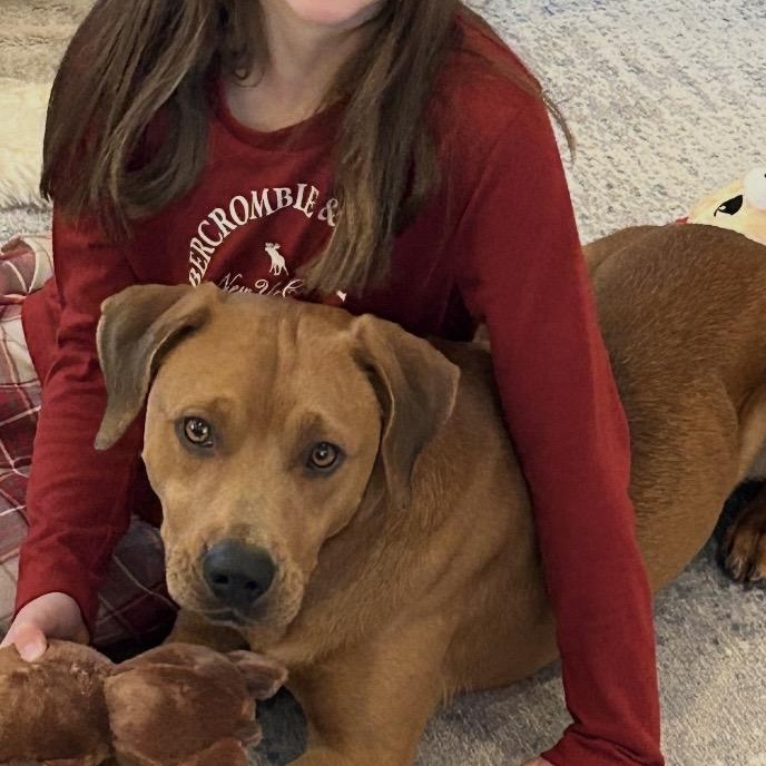 Enlarge Duke, a ADOPTABLE mixed breed in South Plainfield, NJ image 2/6