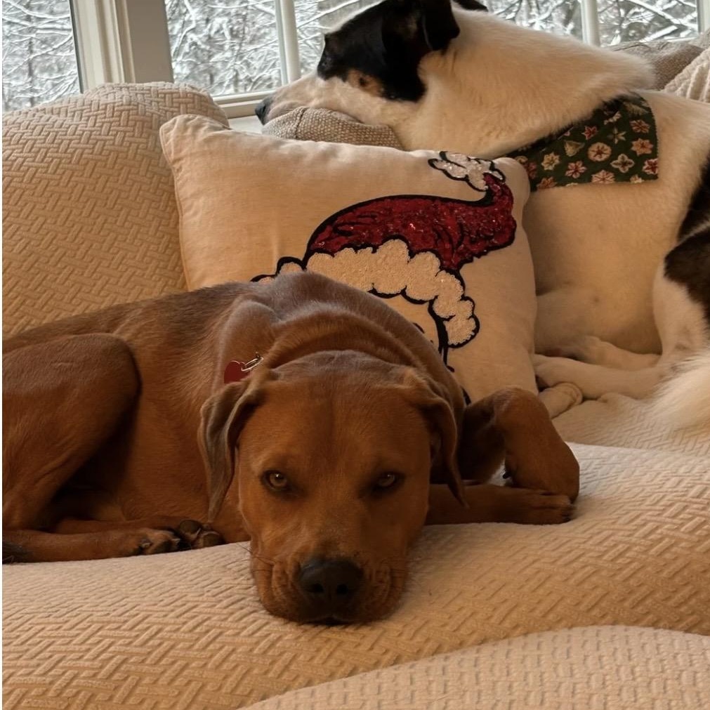 Enlarge Duke, a ADOPTABLE mixed breed in South Plainfield, NJ image 3/6