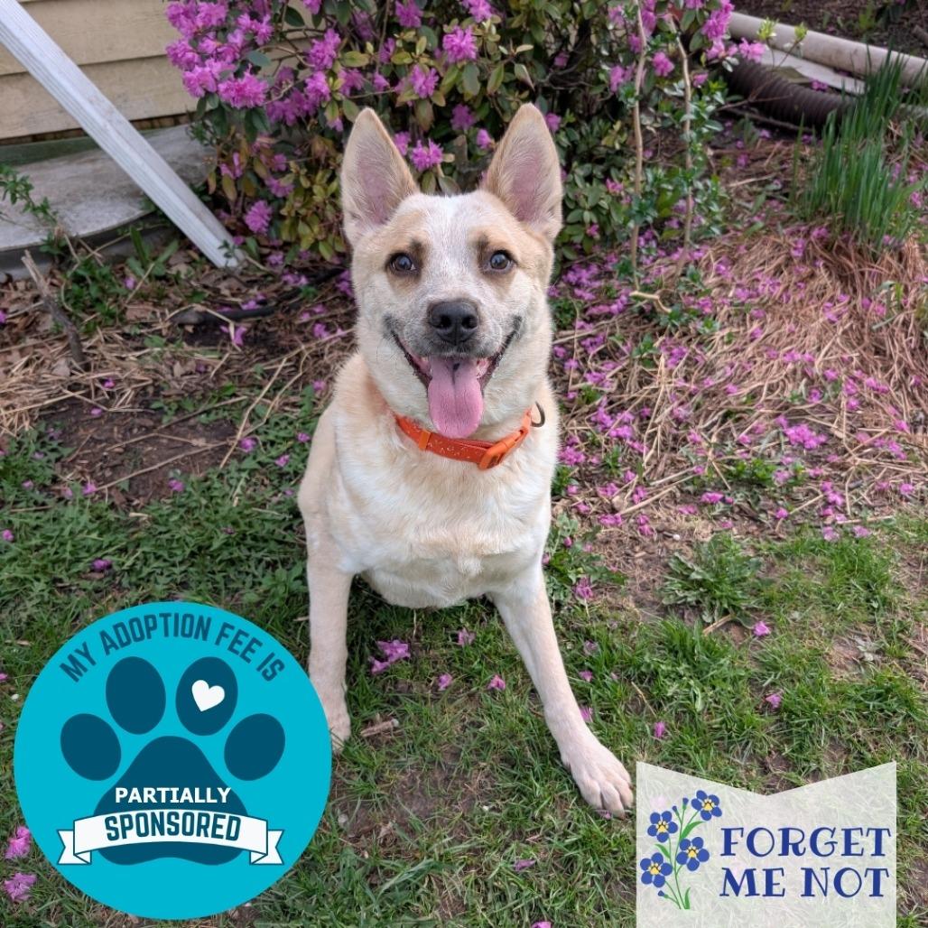 Enlarge Sans, a Adoptable Mixed Breed in DeKalb, IL image 3/6