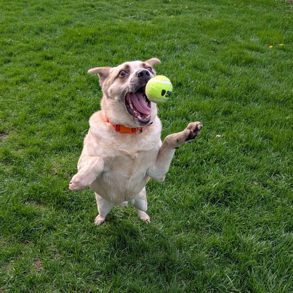 Sans, a Adoptable Mixed Breed in DeKalb, IL image 3/6