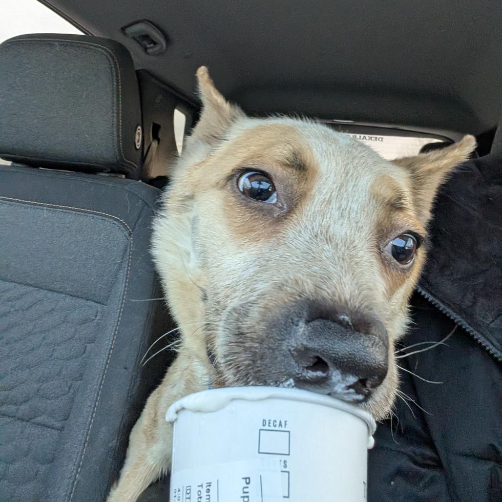 Sans, a Adoptable Mixed Breed in DeKalb, IL image 5/6