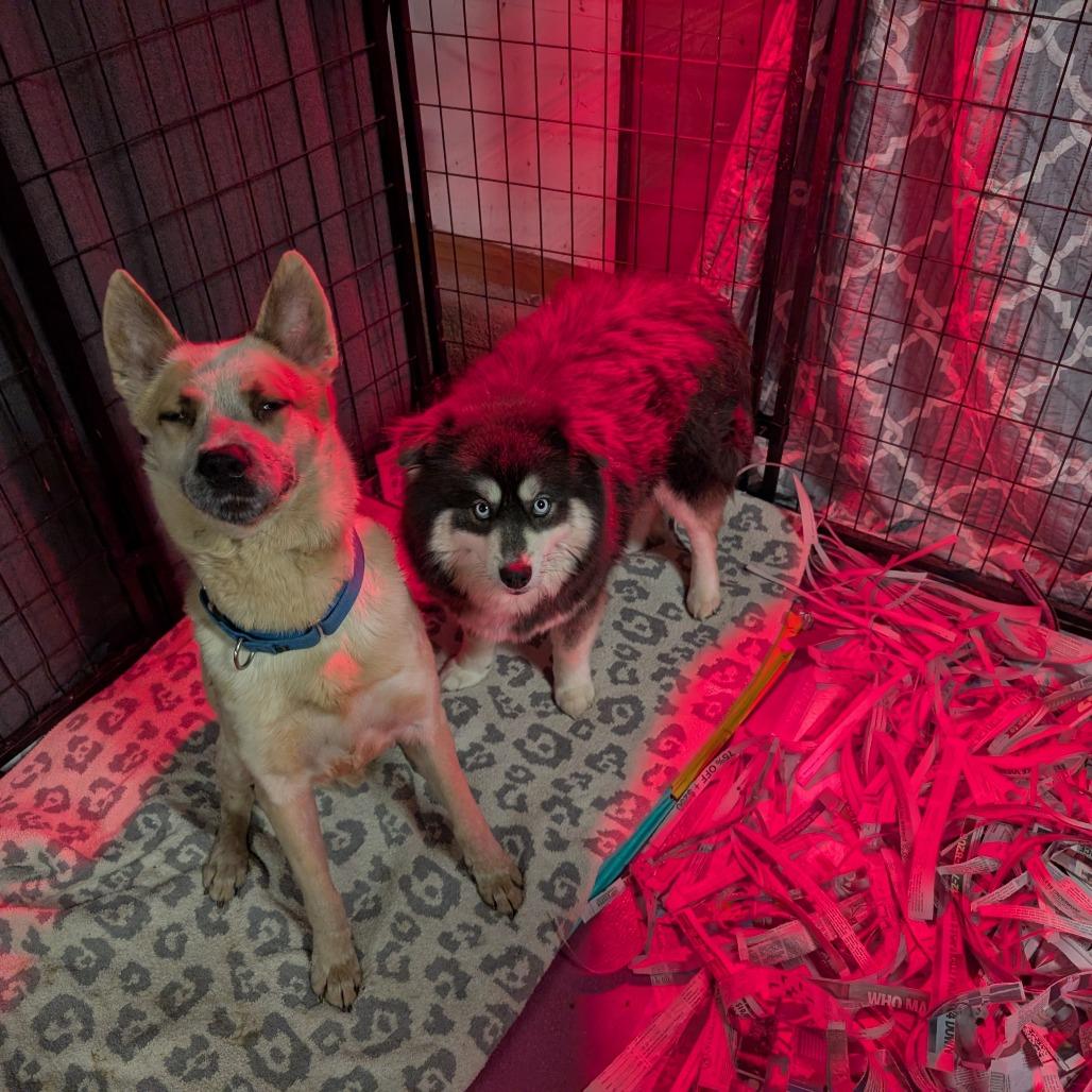 Sans, a Adoptable Mixed Breed in DeKalb, IL image 6/6