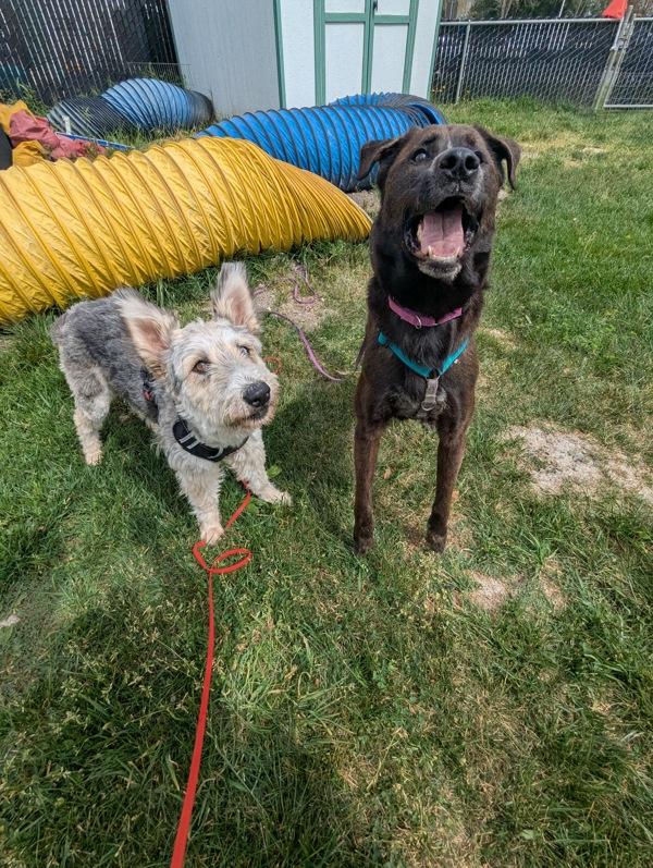 Maddie, Adoptable, Adult Female Labrador Retriever & Mixed Breed.