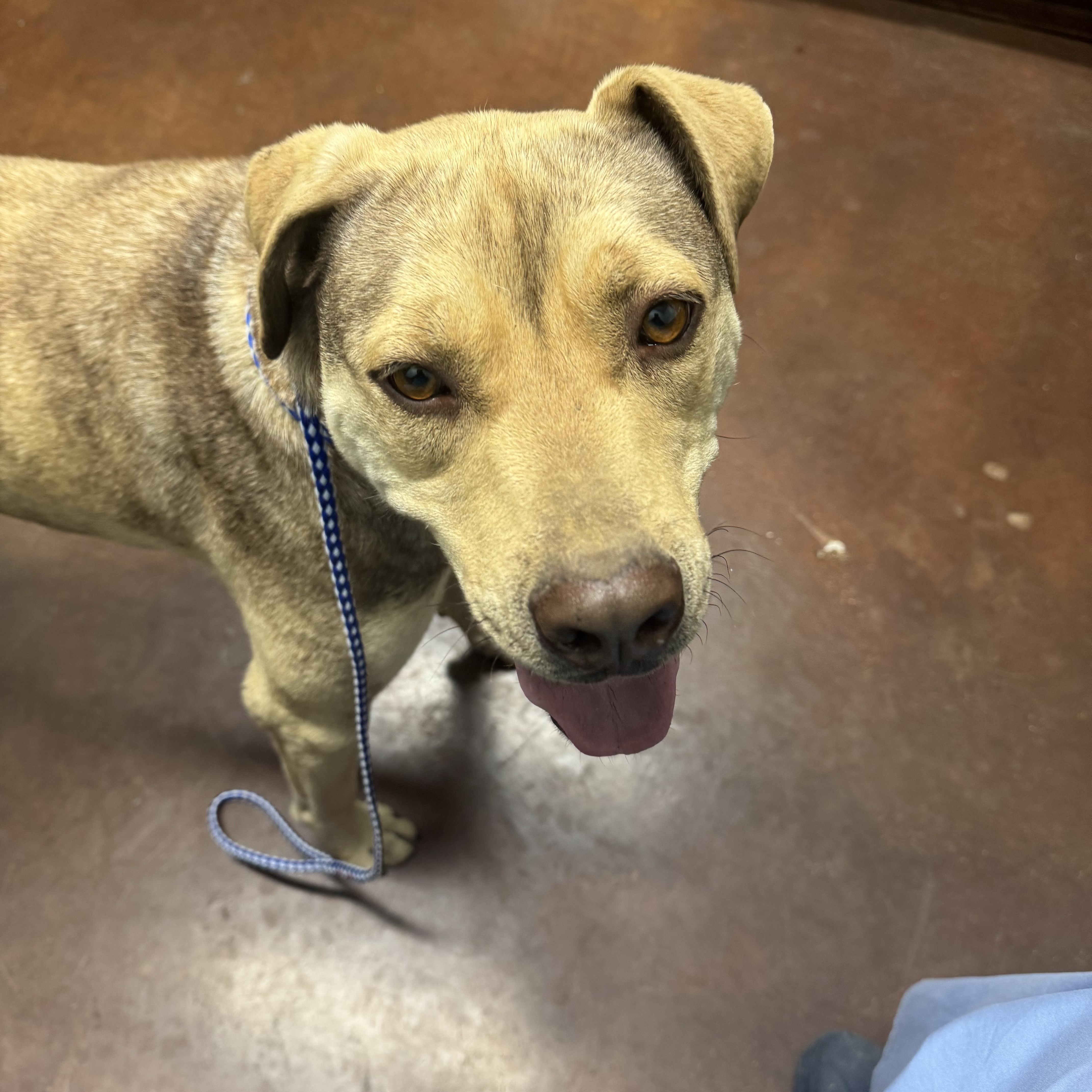 Buddy, a Adoptable mixed breed in Grove City, OH image 1/2