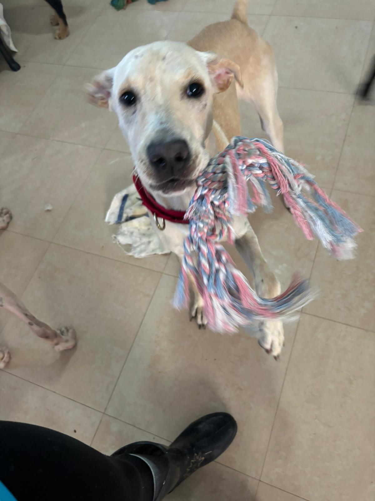 Brody, a Adoptable mixed breed in Loiza, PR image 2/3