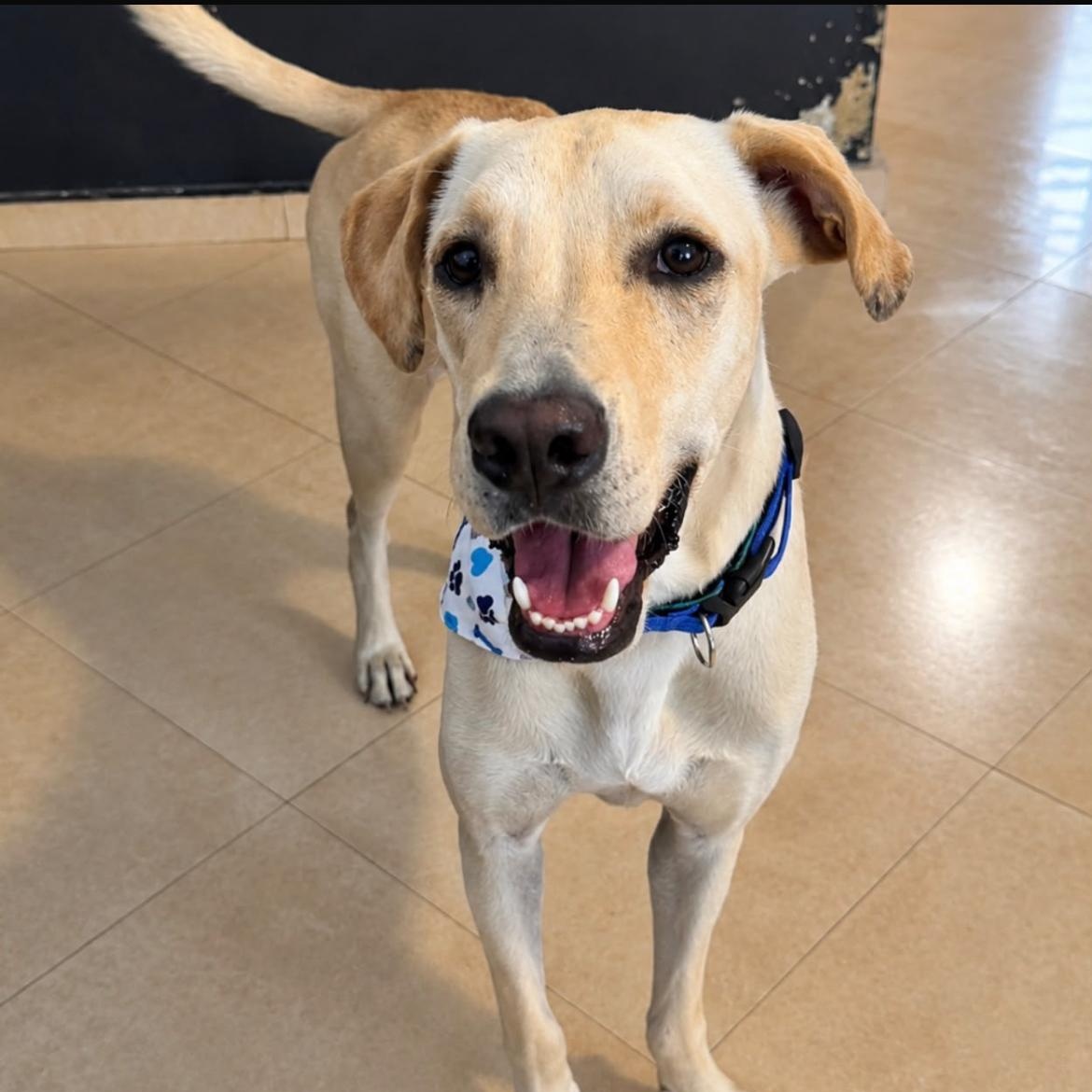 Brody, a Adoptable mixed breed in Loiza, PR image 1/3