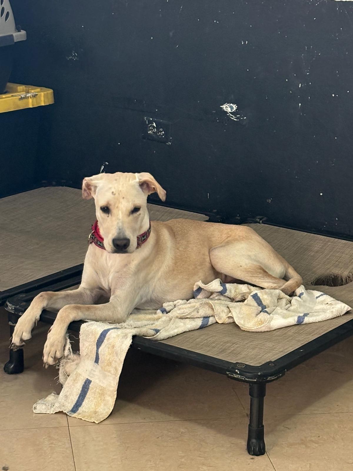 Brody, a Adoptable mixed breed in Loiza, PR image 1/3