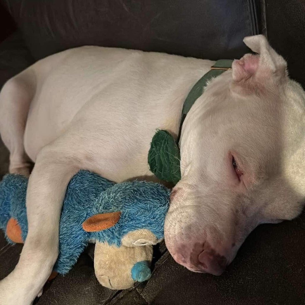 Gemma — thumbnail 2