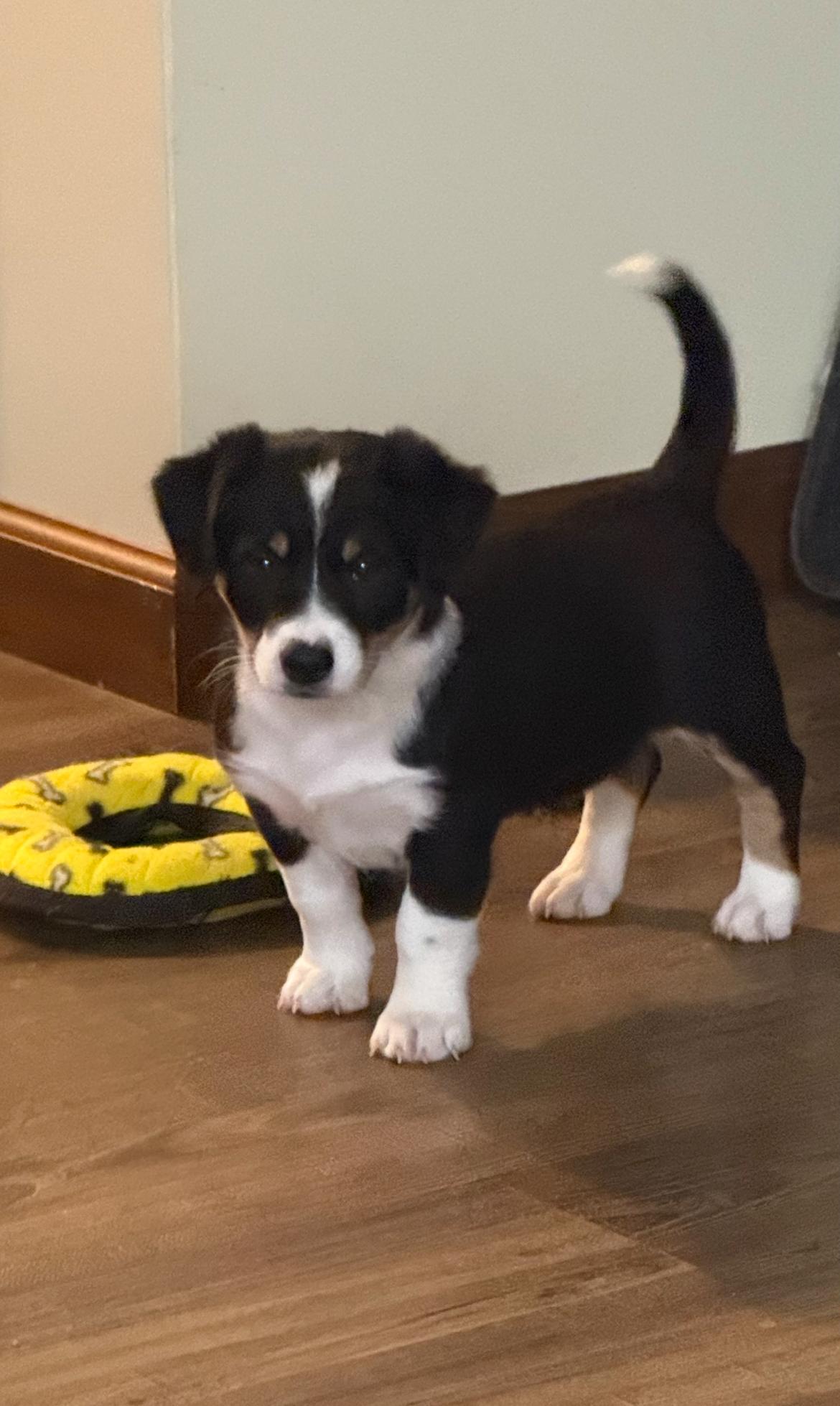 Zoe!!, an adoptable Jack Russell Terrier, Bernedoodle in Celina, OH, 45822 | Photo Image 3