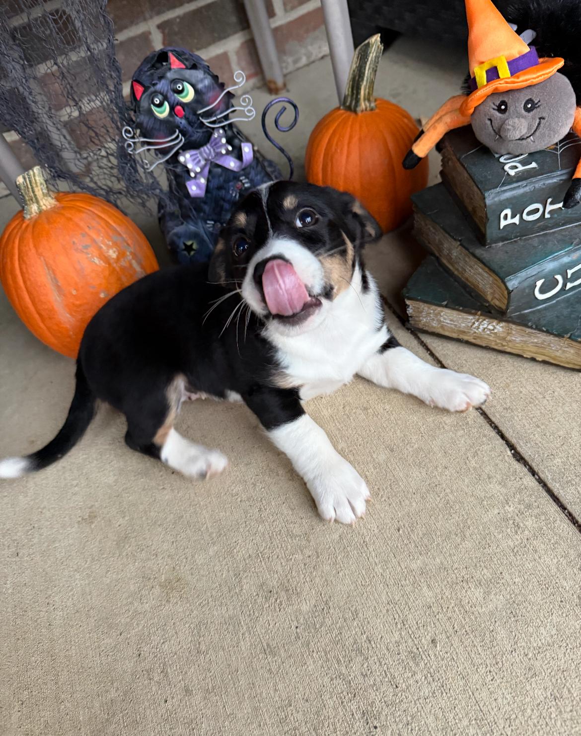 Zoe!!, an adoptable Jack Russell Terrier, Bernedoodle in Celina, OH, 45822 | Photo Image 5